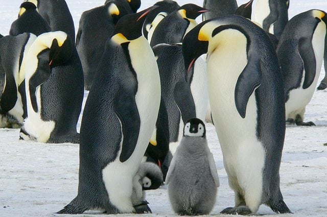 Strage di pinguini in Antartide, morti migliaia ...