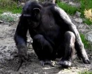 Gli scimpanzé e l’arte dello scavo