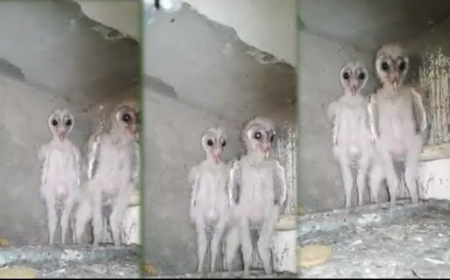 Alieni in soffitta: il video è reale, ecco la verità